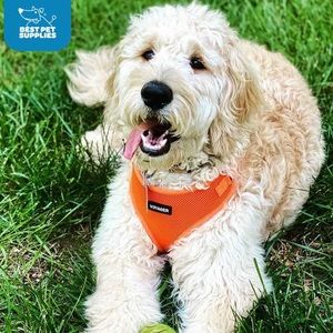 Voyager Step-in Lock Pet Harness - All Weather Mesh, Adjustable small
